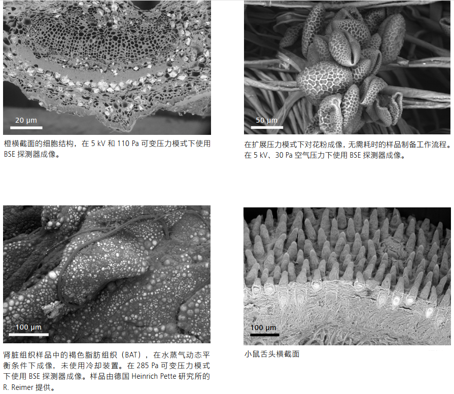 蔡司钨灯丝扫描电子显微镜EVO10